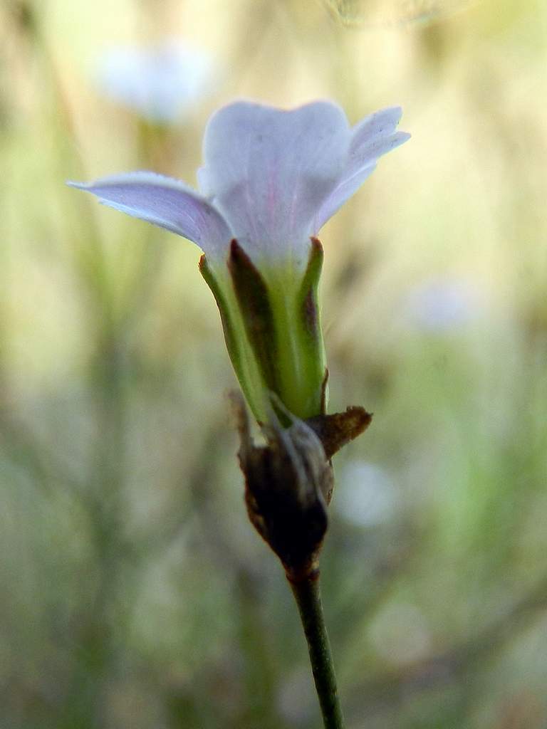 Petrorhagia saxifraga